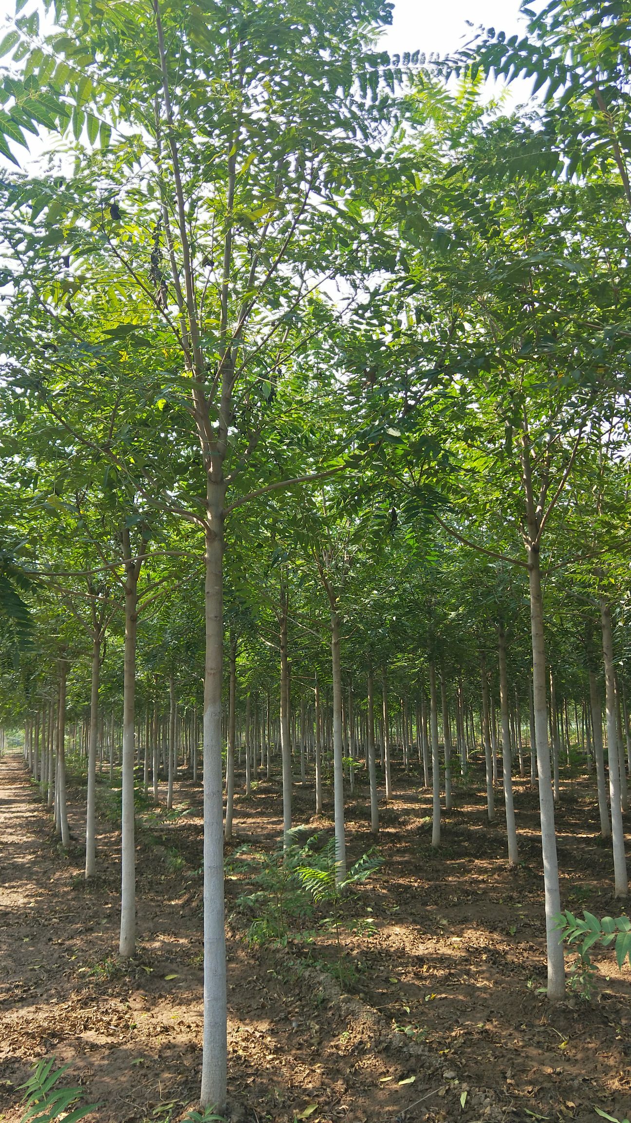 千头椿树 8公分千头椿价格多少