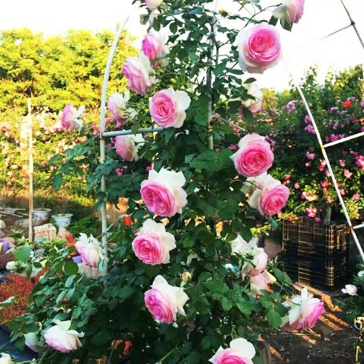 沭阳县藤本 粉色龙沙宝石红龙粉龙攀援爬藤蔷薇庭院花苗围墙种植