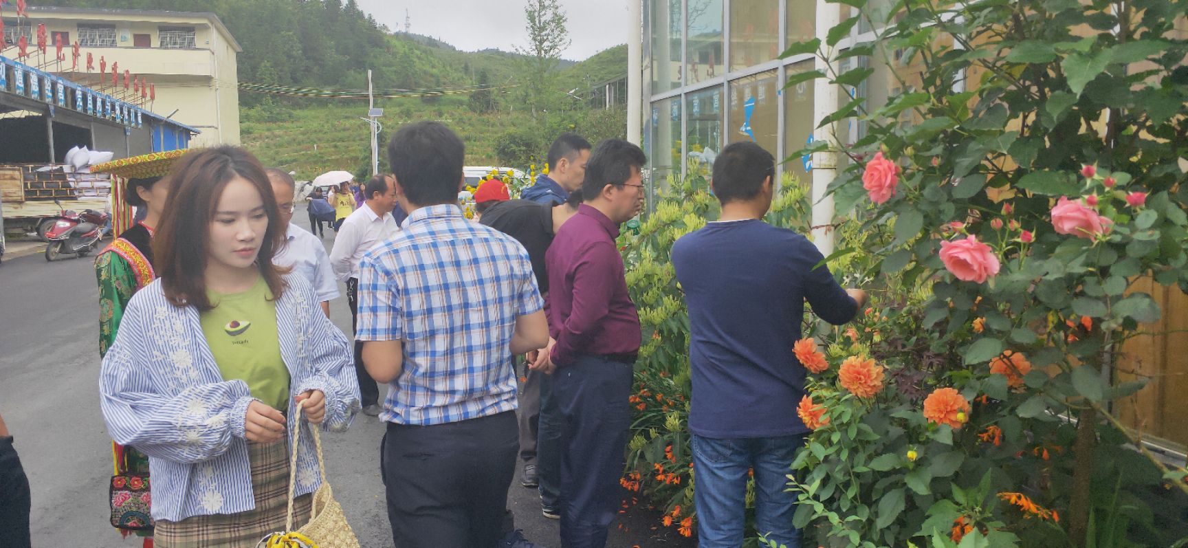 北花一号金银花苗  高产金银花苗，大量批发