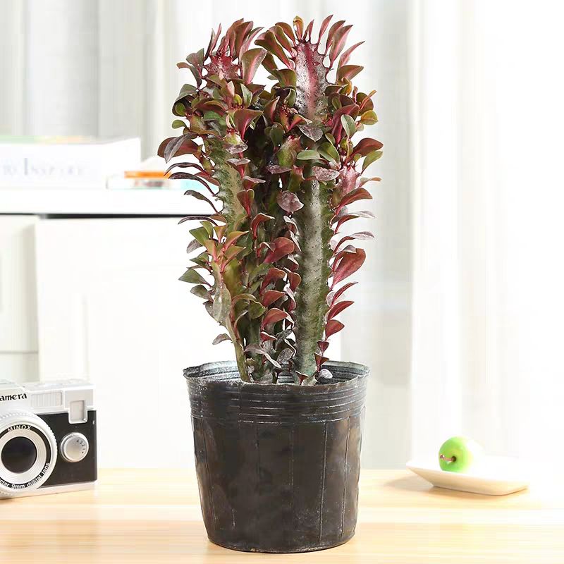 龙骨盆栽 巴西龙骨  紫龙骨绿龙骨 仙人掌大盆栽 ****守护家宅