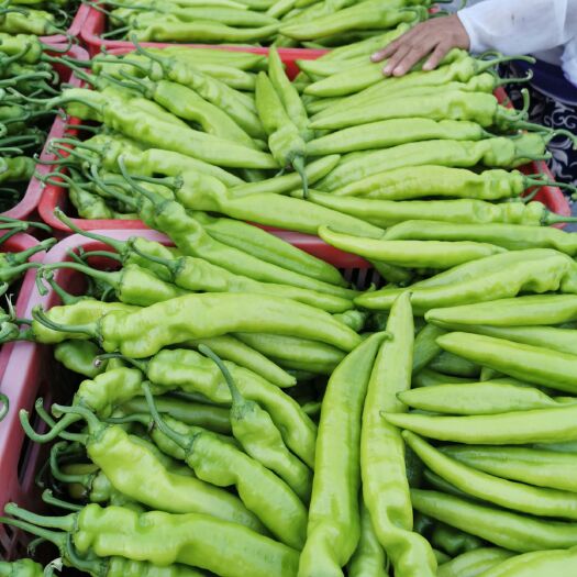 莘县 精品尖椒