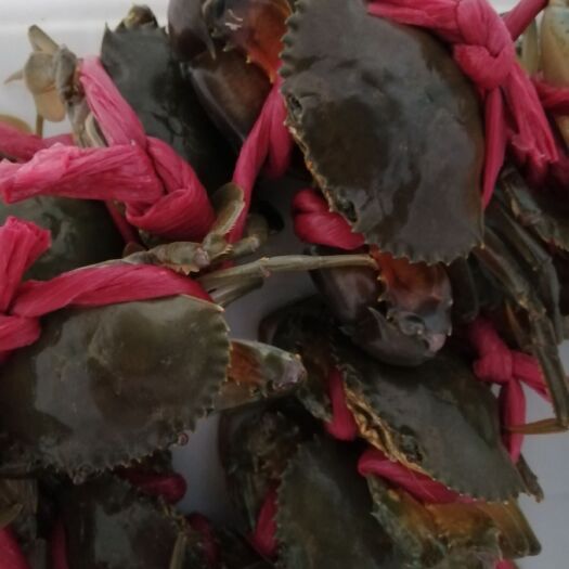漳浦县红膏蟹 统货 0.5