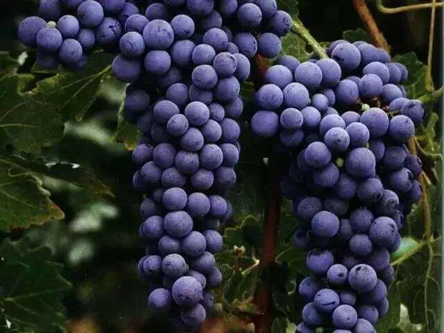 淅川县 头年新果，渠首纯无公害葡萄