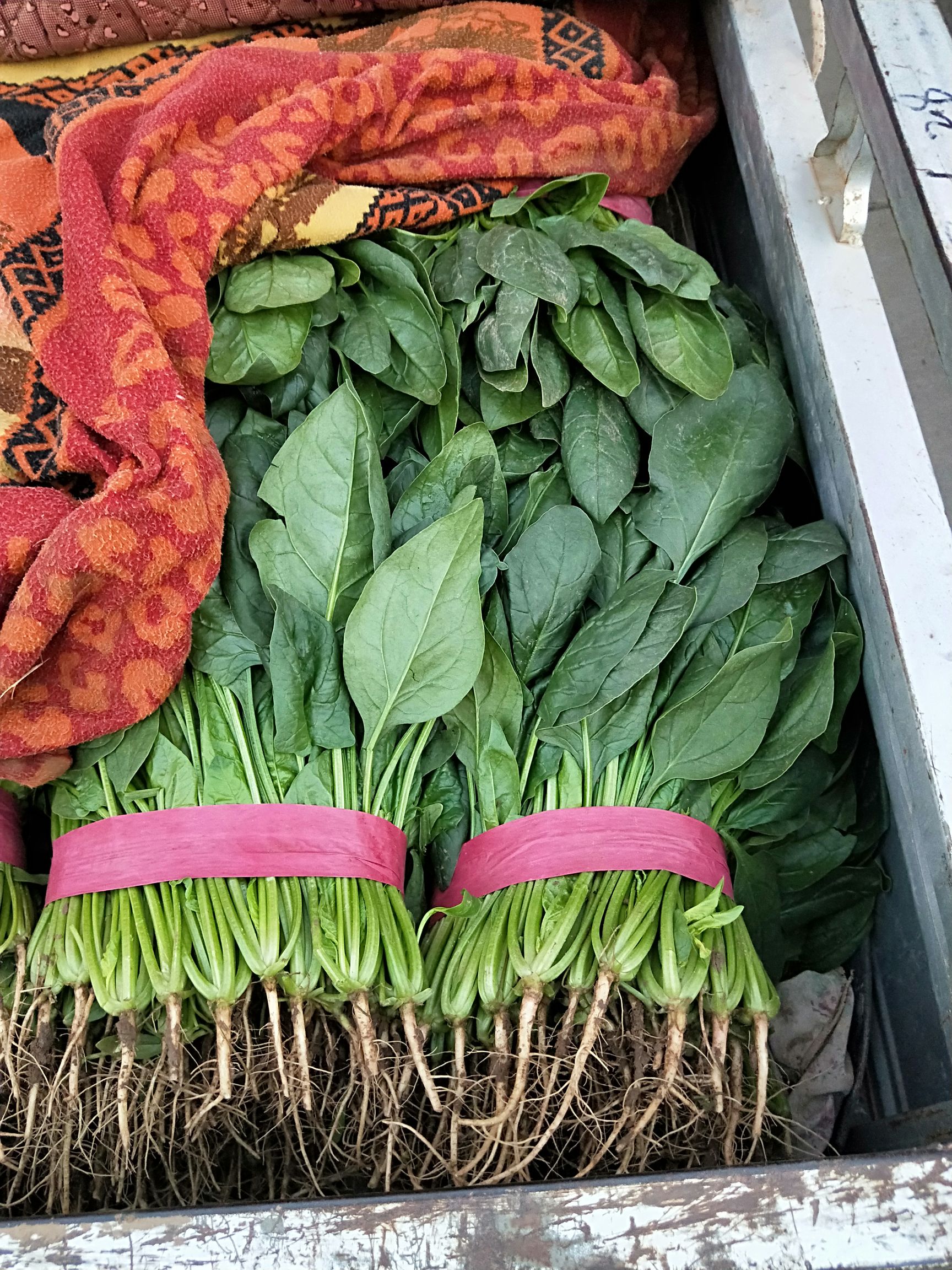 精品菠菜，产地直销，一手货源