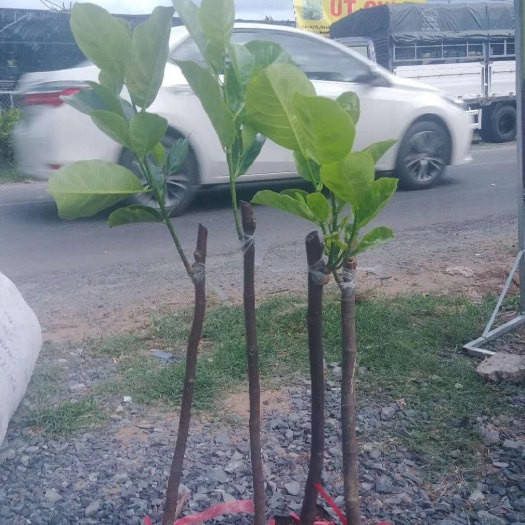 龙州县越南菠萝蜜苗 越南红肉波萝蜜苗