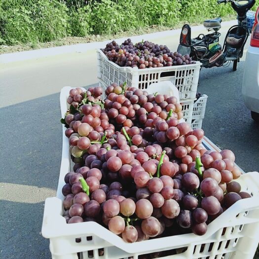 平邑县巨峰葡萄 1.5- 2斤 5%以下 1次果