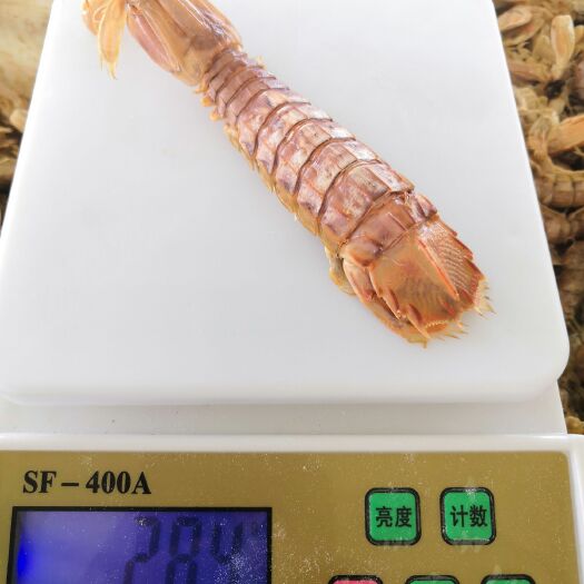  熟皮皮虾