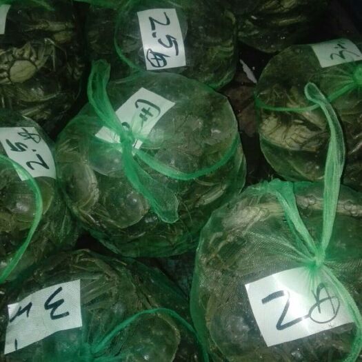 南京 固城湖大闸蟹