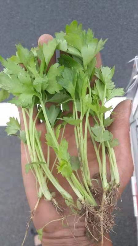 寿光市 大量出售芹菜苗并常年收购芹菜