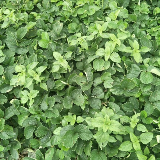 西昌市 草莓苗0.5元一株！有需要的可以联系我！