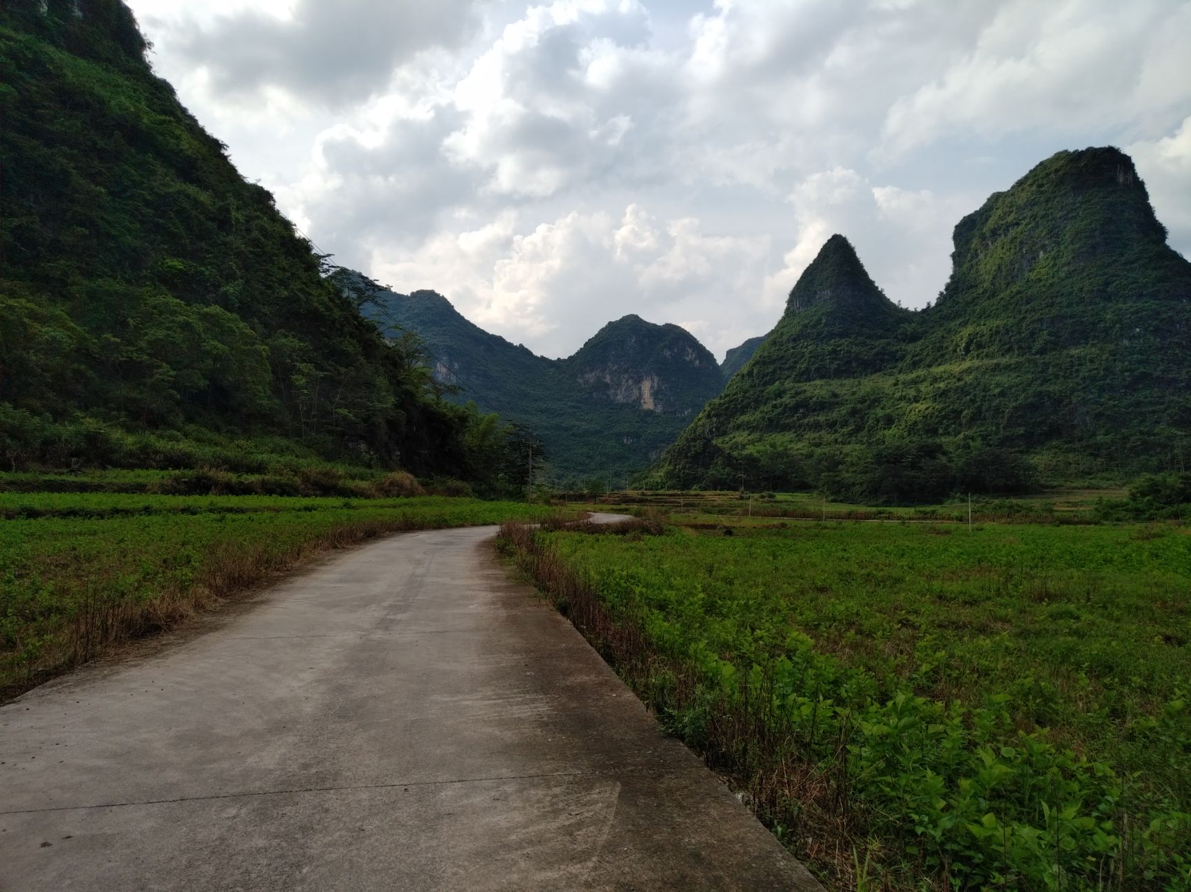  干桑叶 桑叶粉 新鲜桑叶长期供应