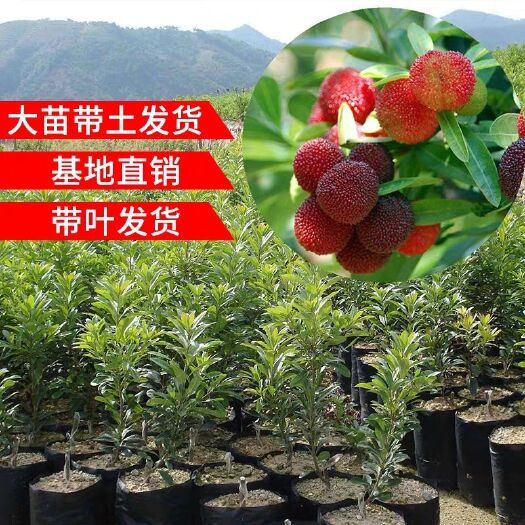 灵山县东魁杨梅树苗 杨梅树树苗嫁接南方当年结果杨梅苗树苗特大嫁接浙江特大果树果苗