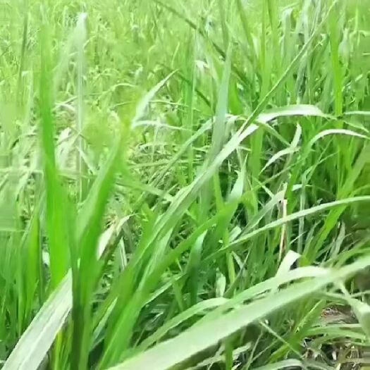 清镇市 高蛋白养殖牧草