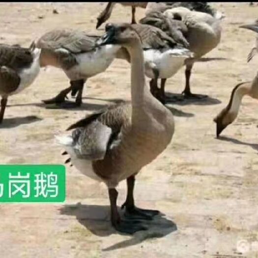 怀集县马岗鹅苗