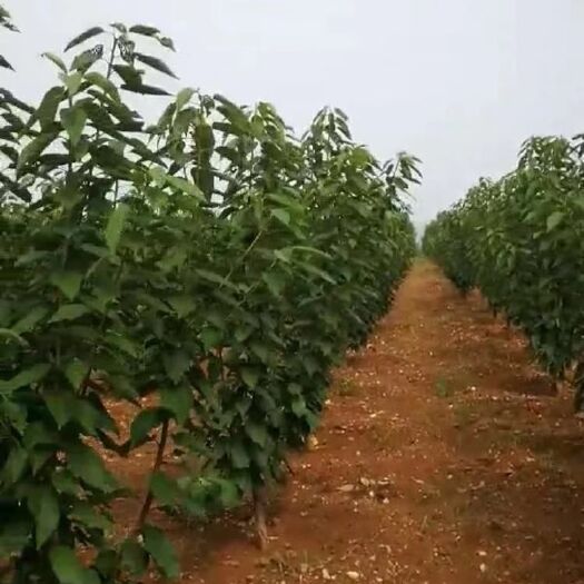 大连美国一号樱桃苗 三年生美国一号大樱桃树