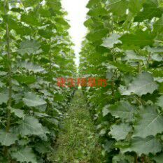 河间市107速生杨 速生杨107各种归格2一30公分，常年供货有需要的朋友联系我