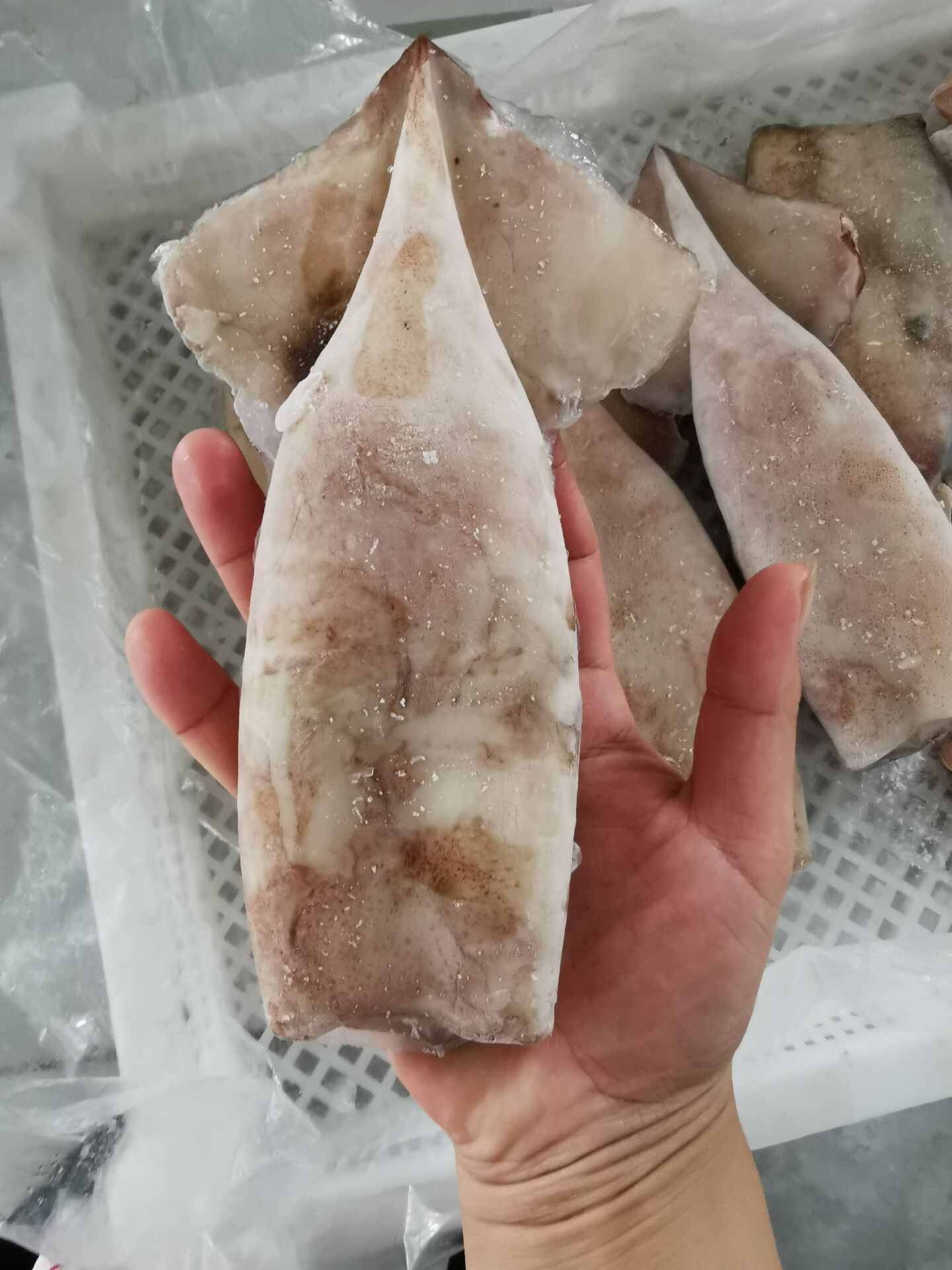 冷冻鱿鱼 冷冻新鲜鱿鱼筒