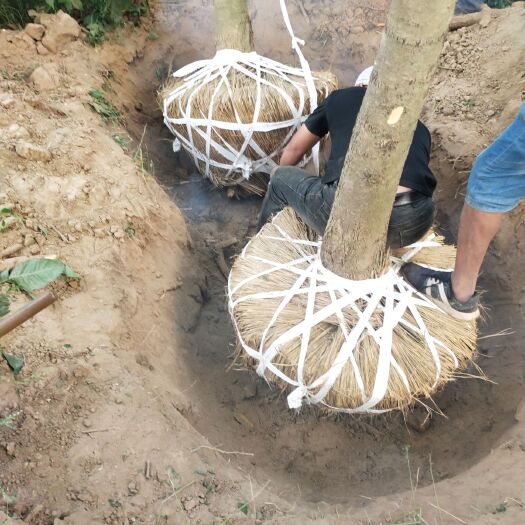 砀山县无患子树