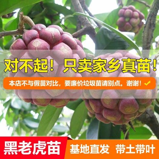 灵山县粉红黑老虎苗 黑老虎树苗 四季爬藤大血藤果苗当年结果黑老虎水果苗 布福娜树