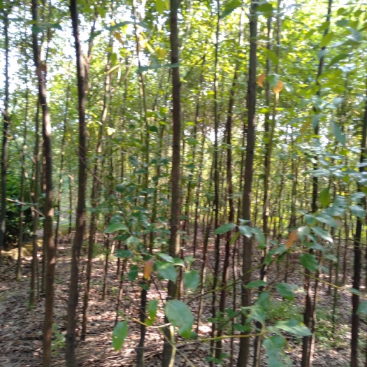 长沙县 大量供应香樟，3公分至6公分，我们服务崇旨是信誉，质量氖一