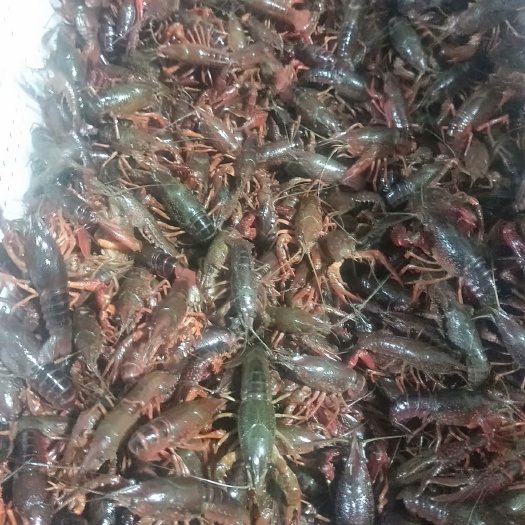 洪湖市 各种规格都有，农虾苗，
