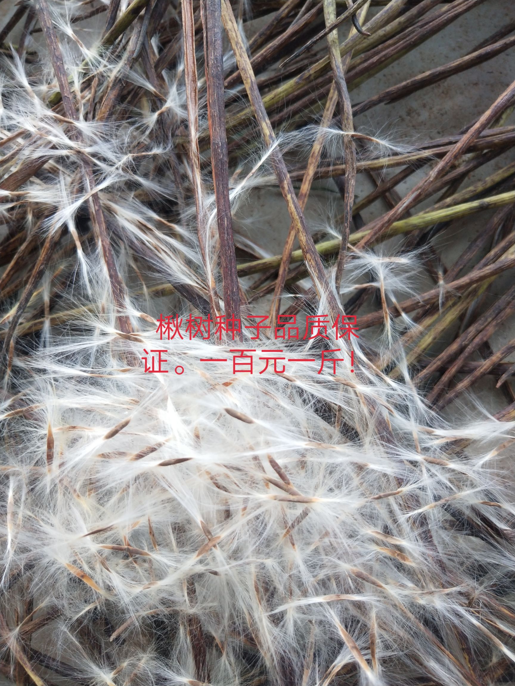楸树苗 梓树苗低价出售