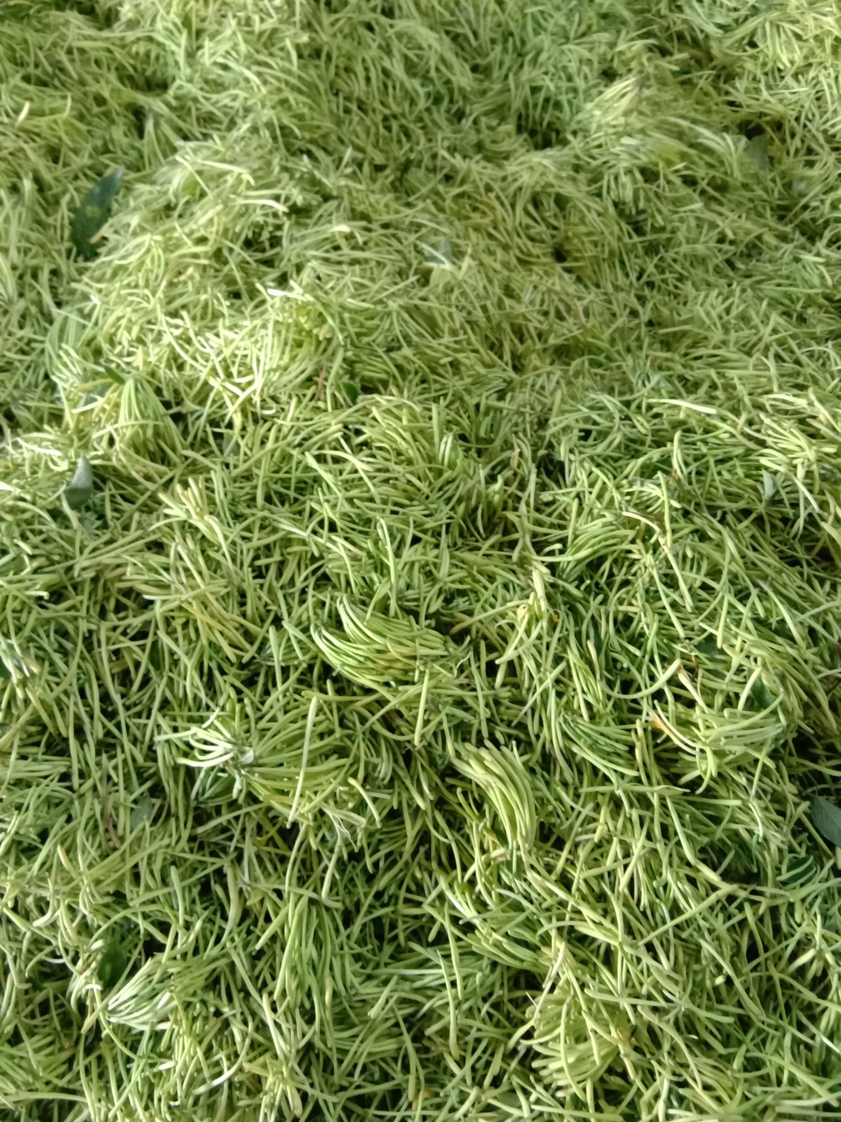 北花一号金银花苗  高产金银花苗，大量批发