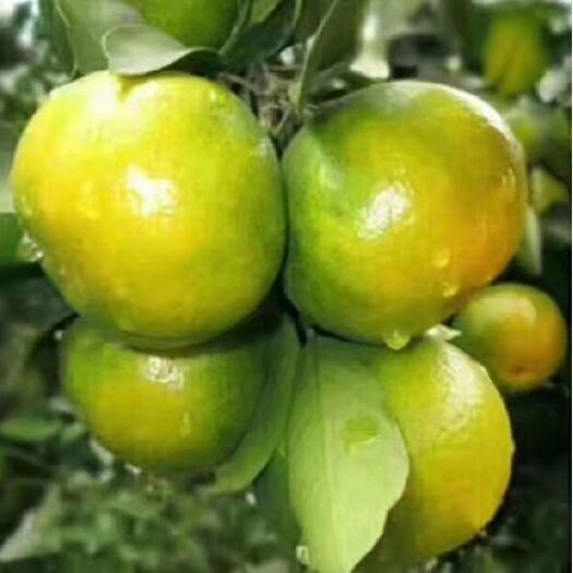 蜜桔 宜昌早熟蜜橘产地供应,多样化采摘,满足市场、电商、高