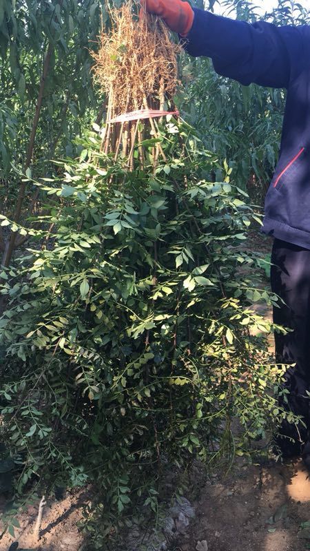 泰安大红袍花椒苗 根系发达  粗度在0.7以上   包成活