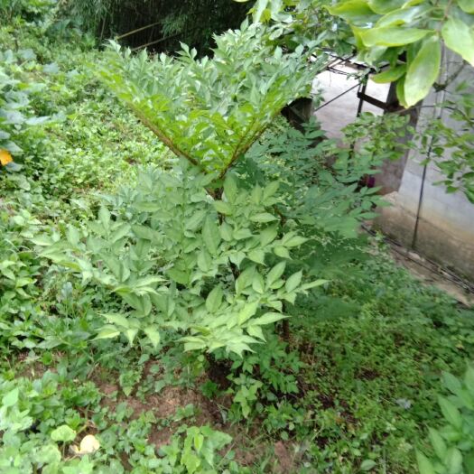 重庆市花魔芋