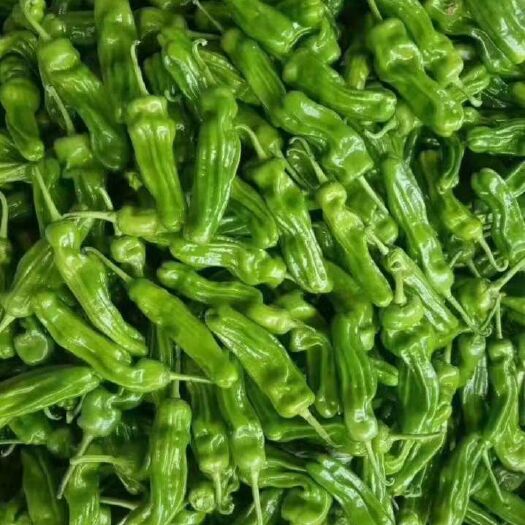 芜湖椒  大量上市辣椒