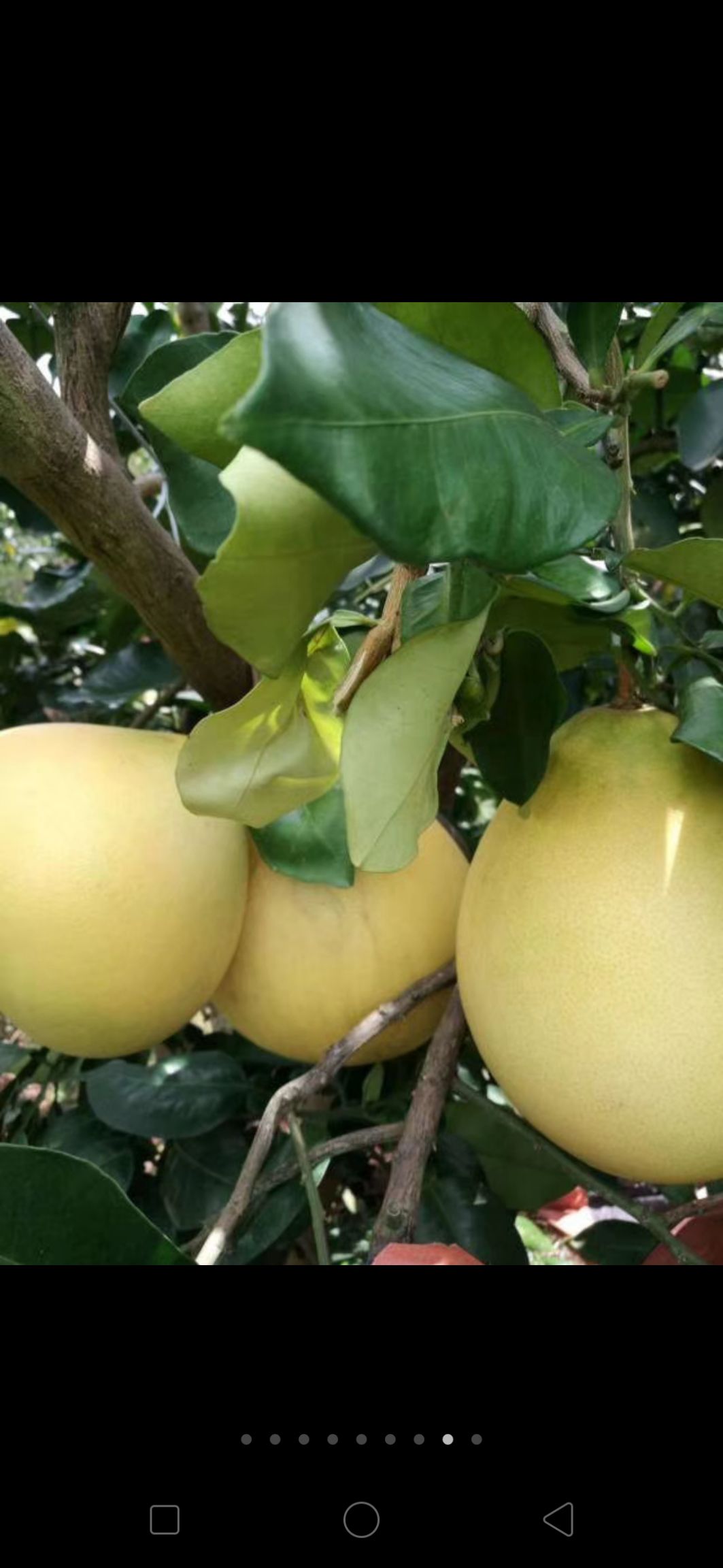 大埔县沙田柚种子 大量自农家柚子有现货！保证水份充足，包甜