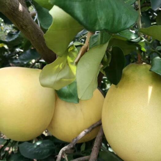大埔县沙田柚种子 大量自农家柚子有现货！保证水份充足，包甜