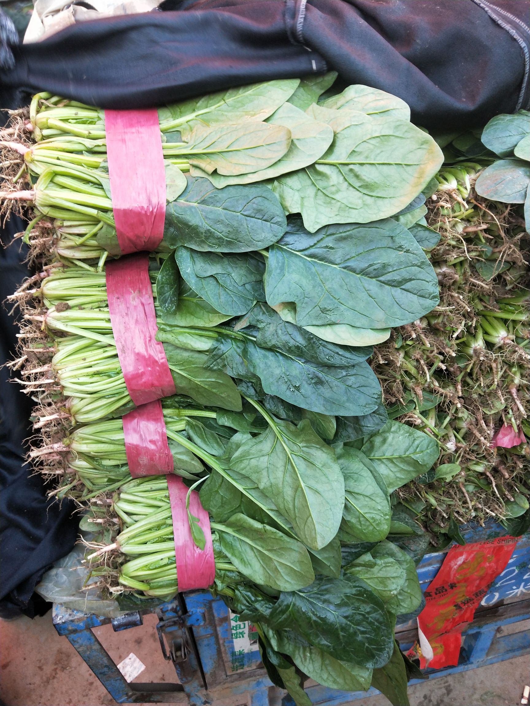 精品菠菜，产地直销，一手货源