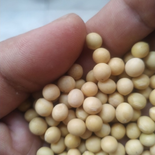 邢台黑龙江大豆 需要什么品种黄豆  量大优惠