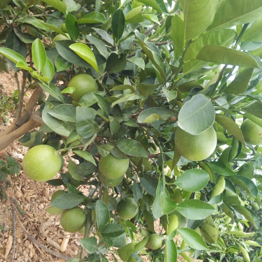 元江县冰糖橙树苗 中秋节，国庆节的新鲜货开始上市