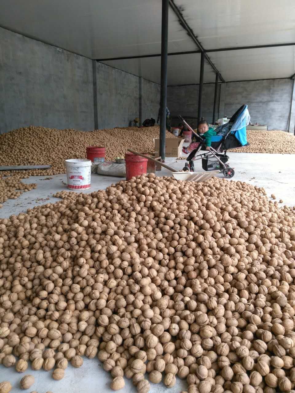  阿克苏185纸皮核桃，手捏捏即开