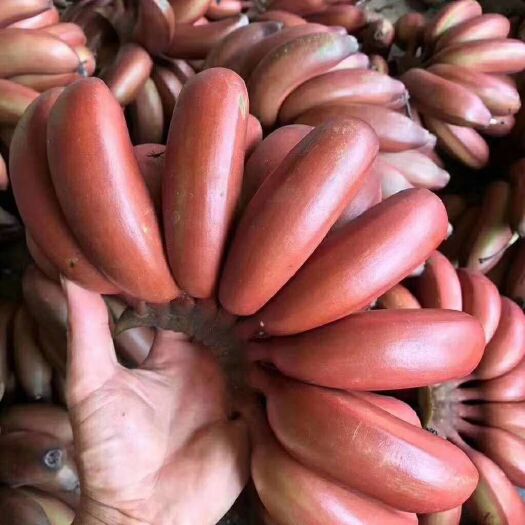 灵山县南洋红香蕉苗  红香蕉苗，果皮是红色的，苗子带杯发货