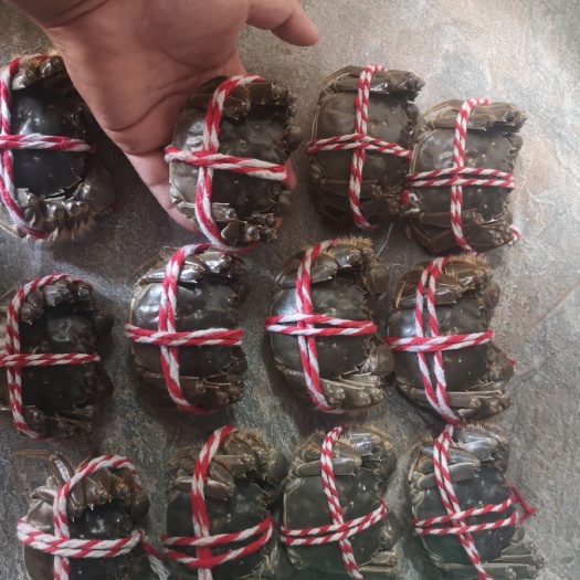武汉精品大闸蟹满黄满膏，全国发货，顺丰到付