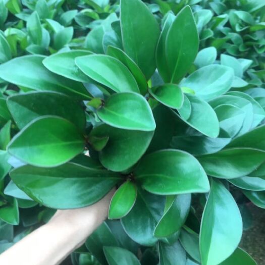 漳平市 碧玉满堂