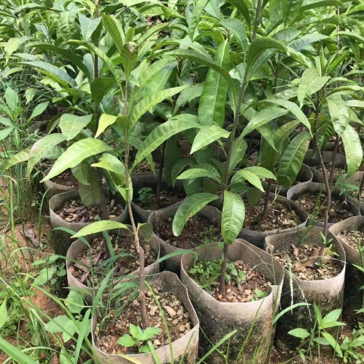 灵山县蛋黄果苗 带土带叶 明年结果