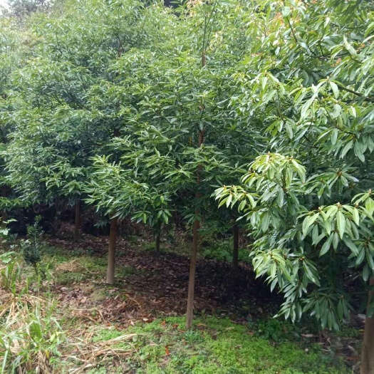  桢楠 