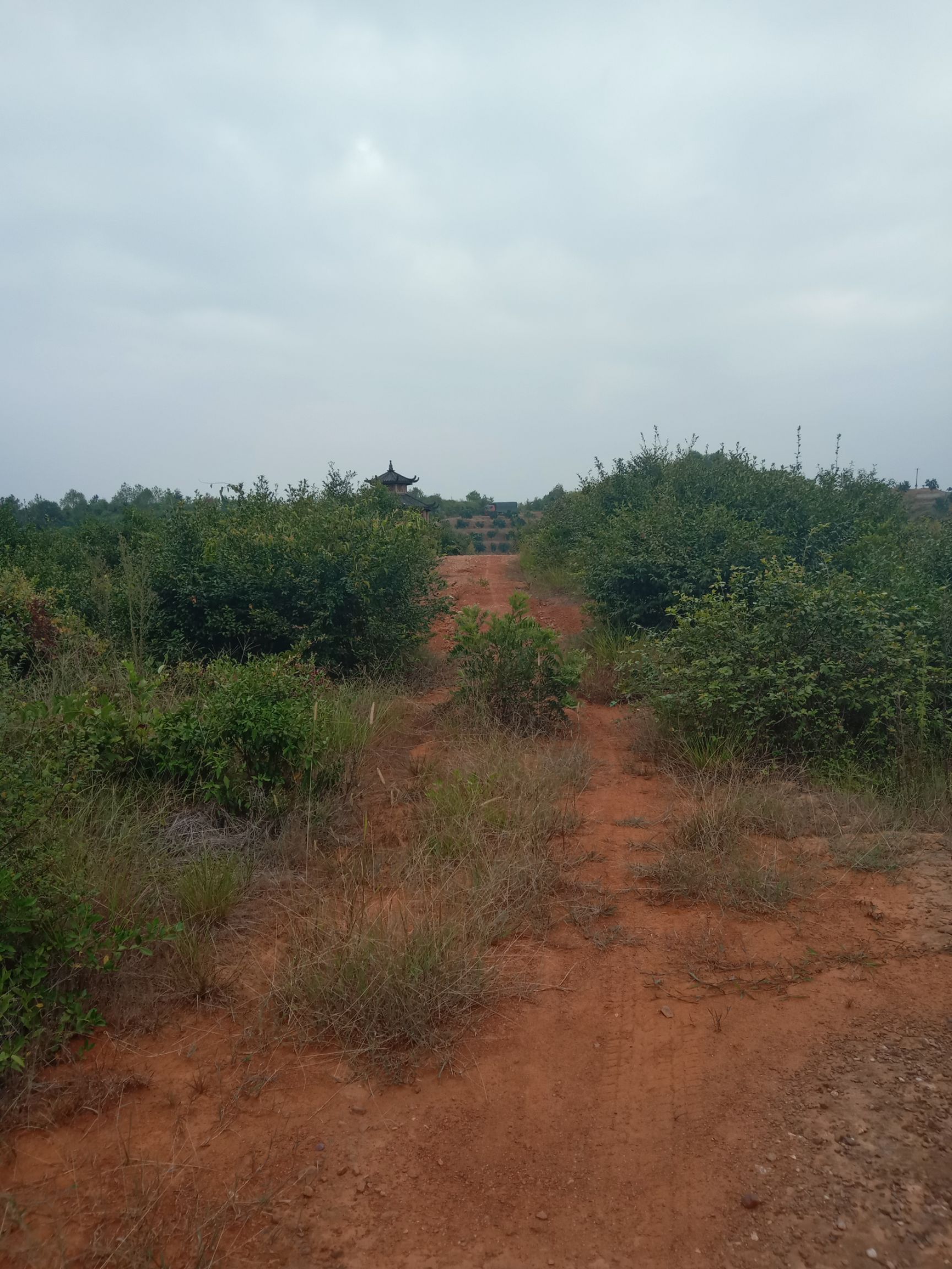 芩软2号油茶 油茶鲜果