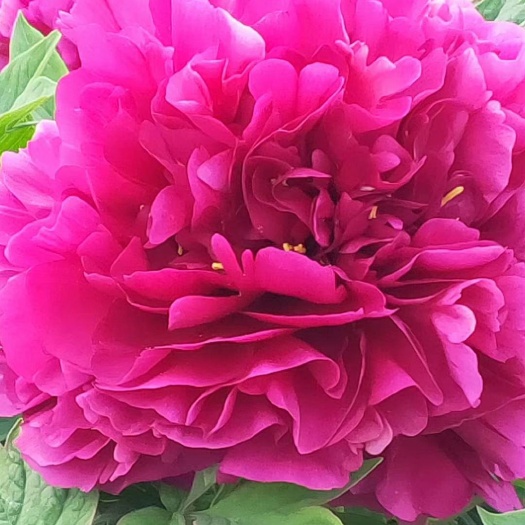 菏泽观赏牡丹 0.5~1米 2~4cm 4~6cm