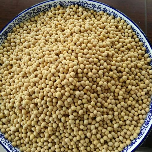 内黄县黄大豆  芽豆，一级芽豆