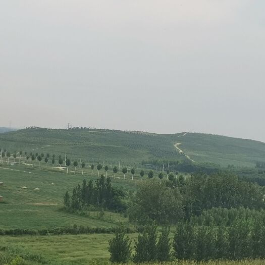 阳谷县千禧圣女果 大量供应秋季小果，T6，春季6号，价格合适