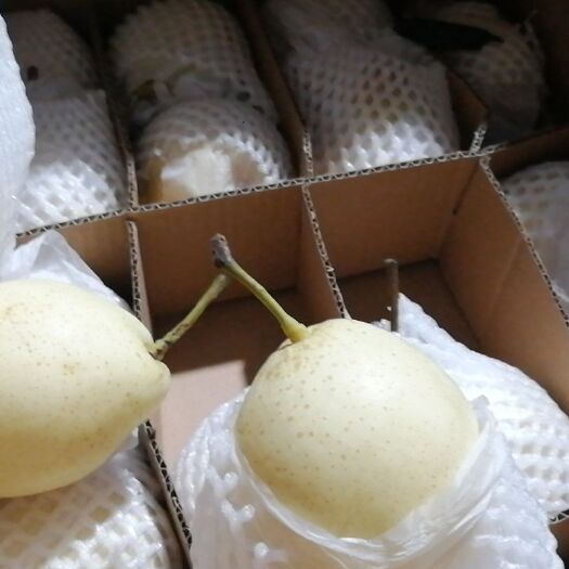 泊头市大量纸袋水晶梨上市质量上成价格低廉