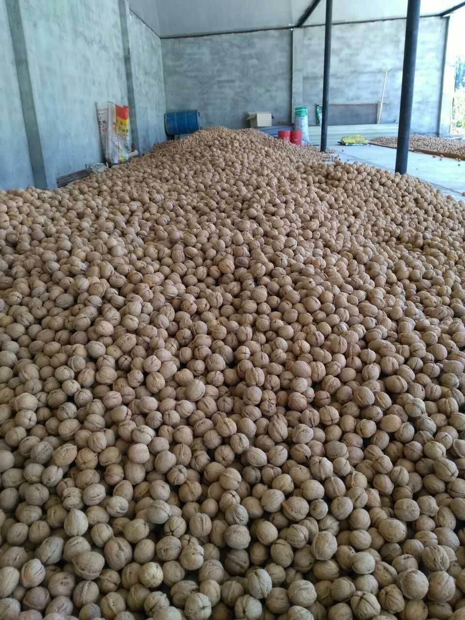  阿克苏185纸皮核桃，手捏捏即开