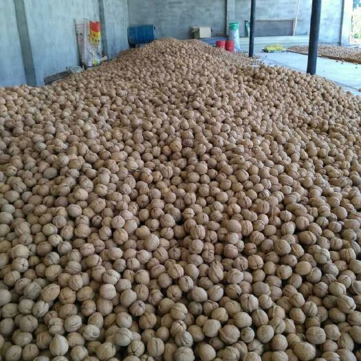 温宿县 阿克苏185纸皮核桃，手捏捏即开