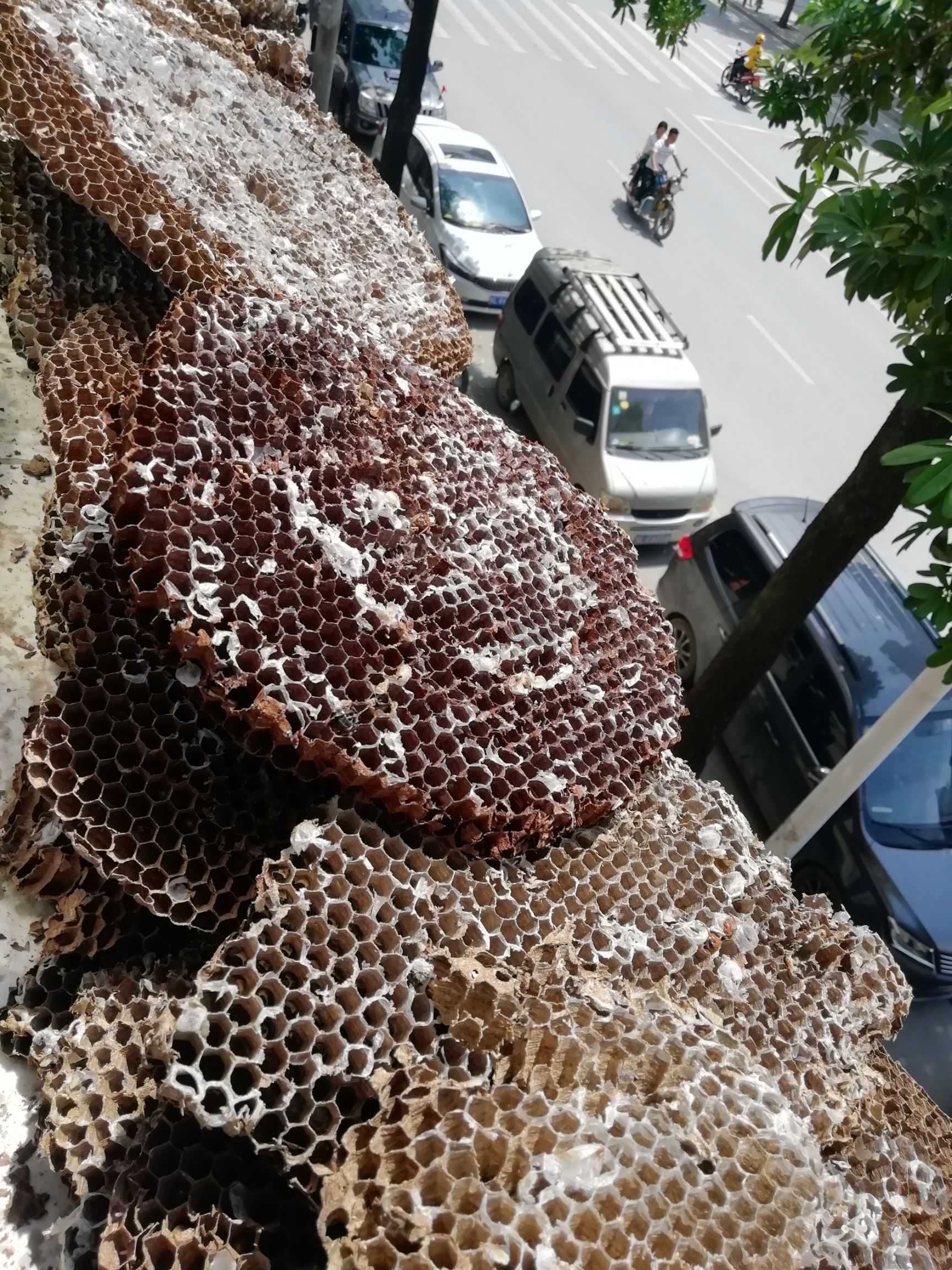 露天天然蜂房 直晒干透  清除杂质 干净无霉